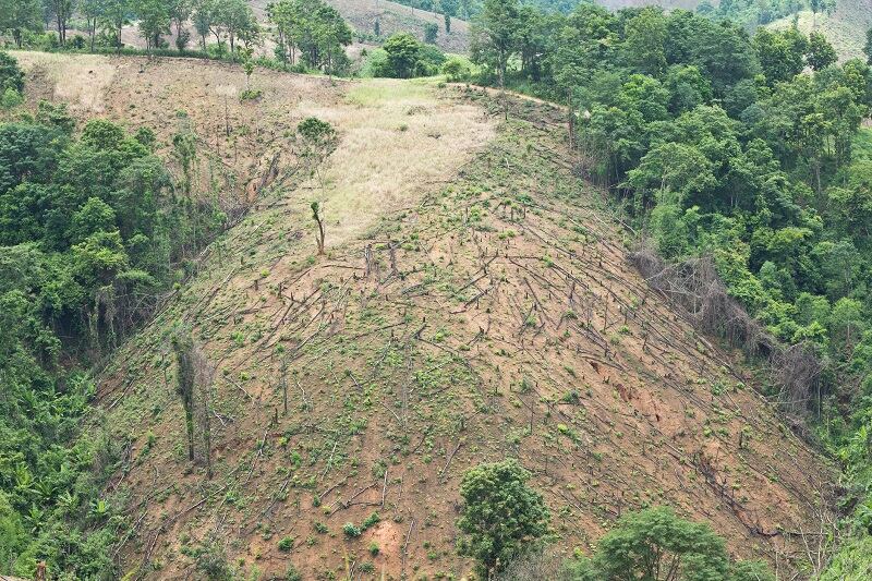 ‘An essential piece of the puzzle’: Food giants join forces with palm oil producers to map and track deforestation