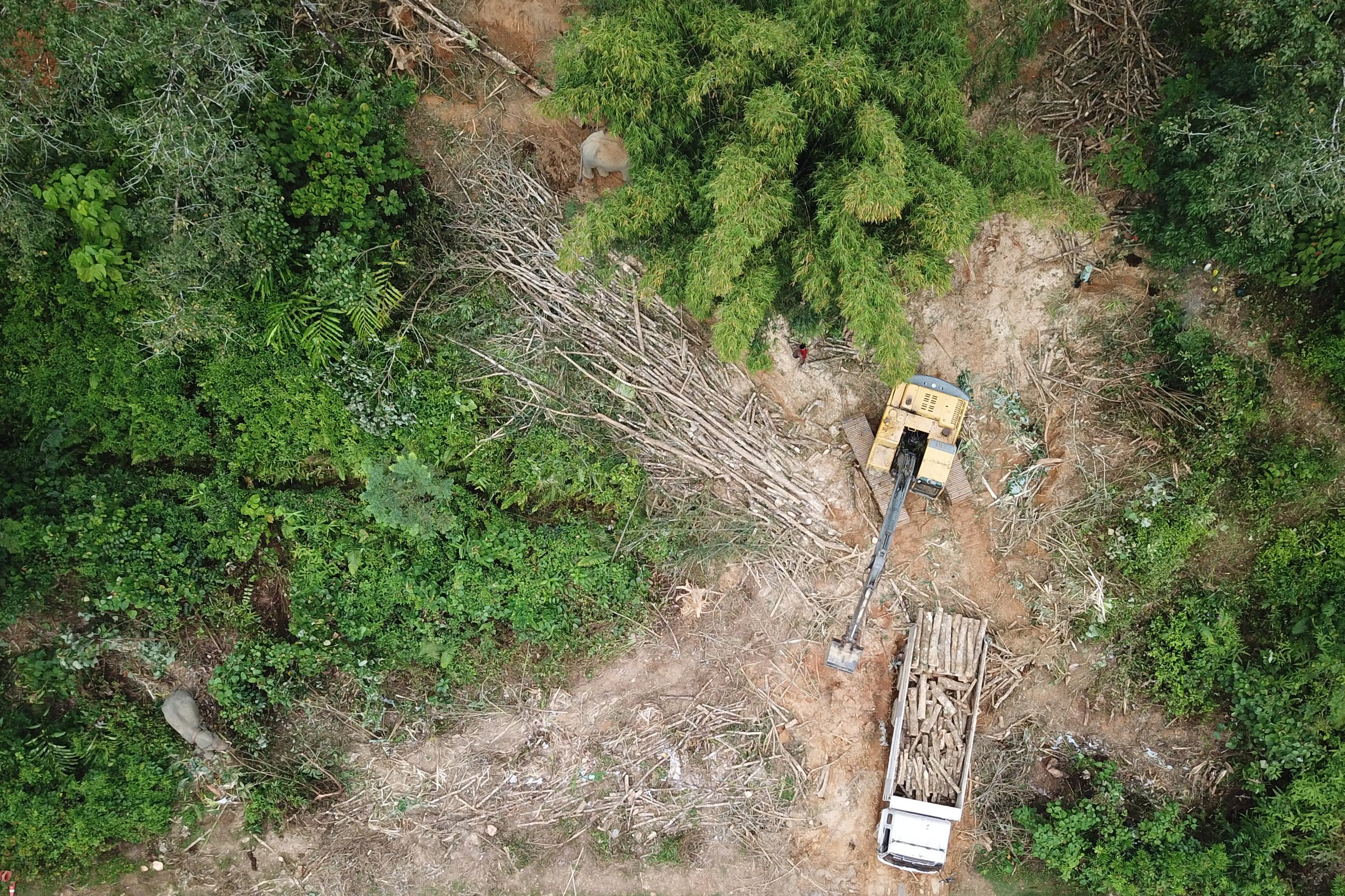 Ghana and Côte d’Ivoire’s cocoa maps more accurate than global datasets, says new WCF report
