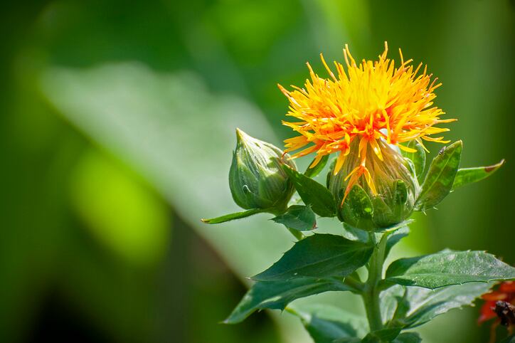 GNT launches first organic colours made with safflower