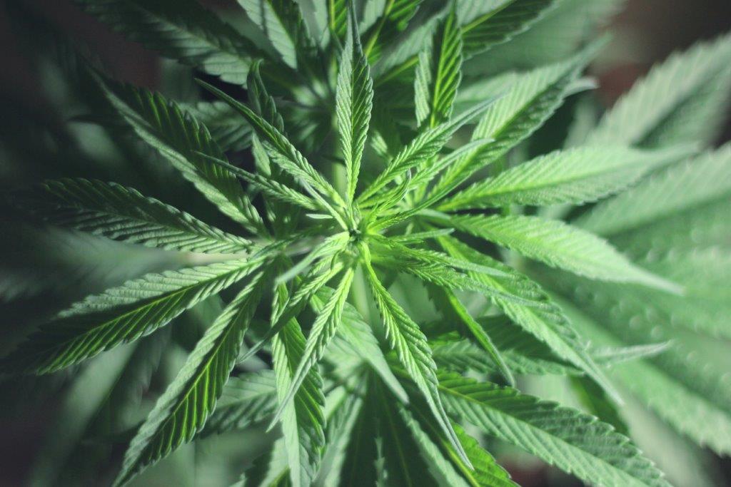 Startup founder says CBD and nootropics snacks are a 'no-brainer'