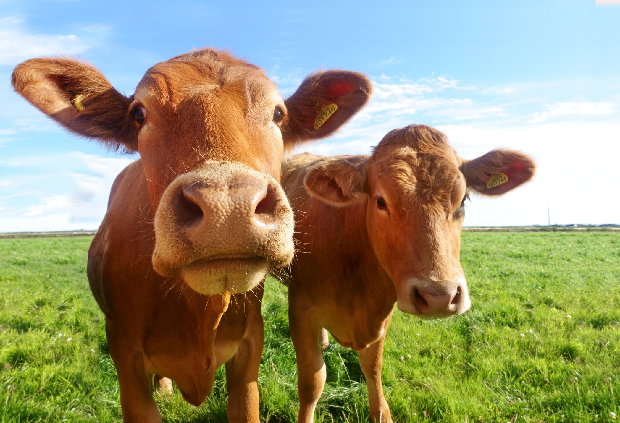 The US could see dairy farms drop to under 20,000.