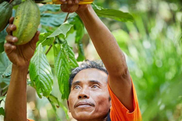 Olam-Cocoa-and-a-story-of-supply-and-demand.jpg