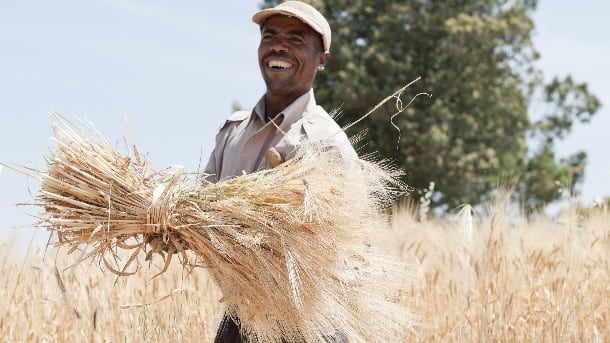 Ethiopian-farmer-harvesting-wheat-ajansen.jpg