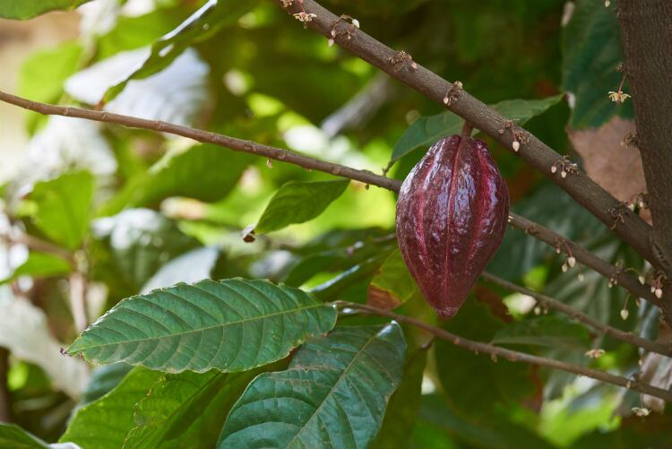 El Niño weather events could improve cocoa farmers’ income