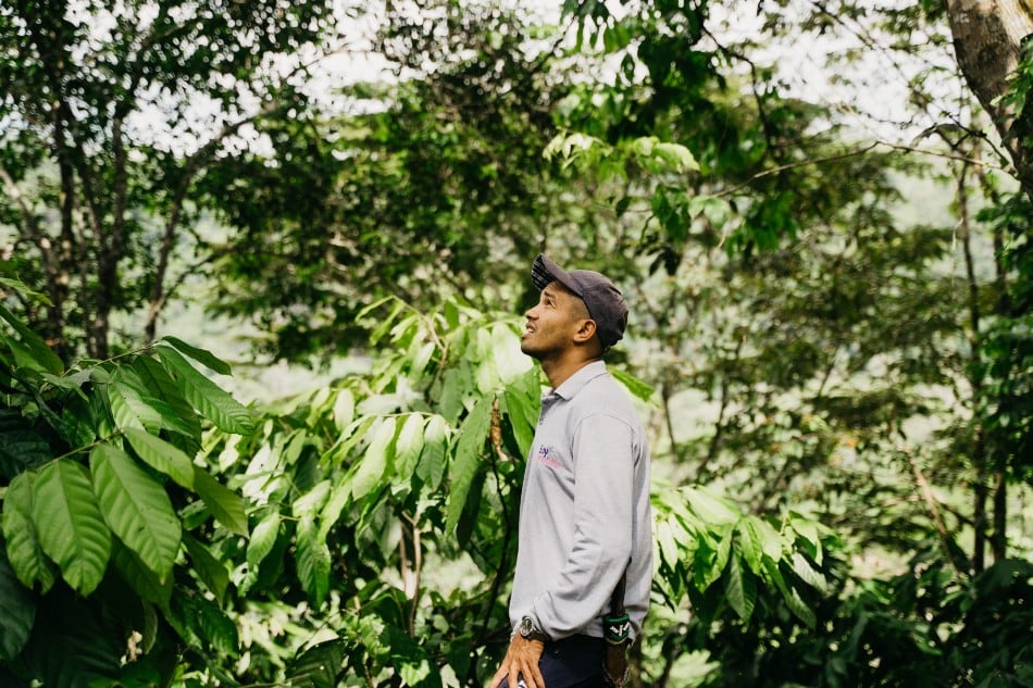 How cocoa is driving peace in Colombia