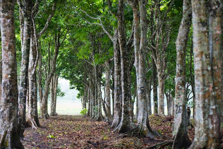 pili-tress.jpg