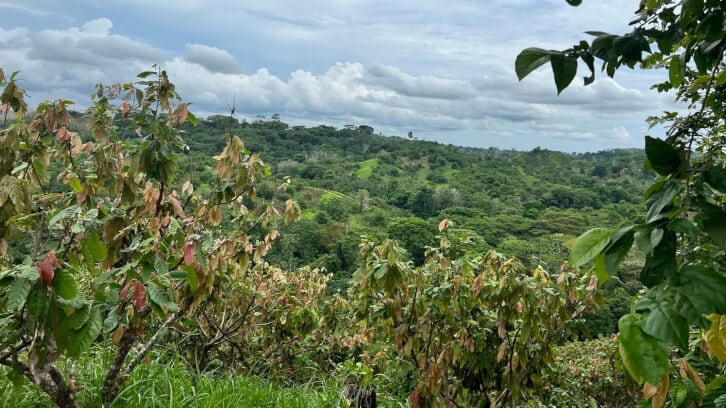 Gucamayes-crop.jpg
