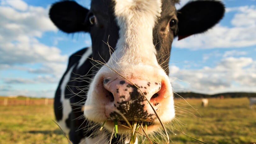 Mars scales its sustainable dairy sourcing efforts