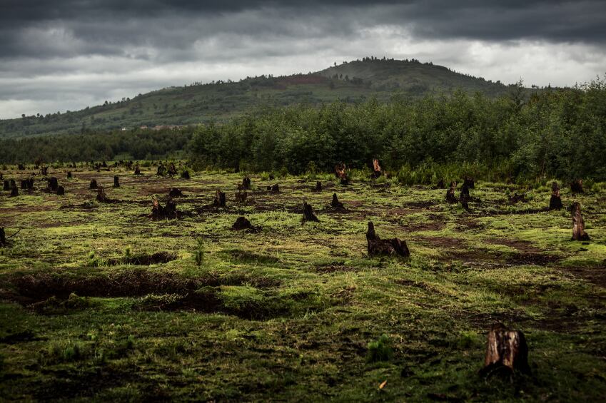 deforestation-agriculture-palm-oil-Copyright-mihtiander.jpg