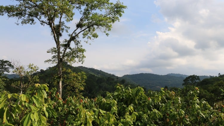 Cocoa companies extend partnership with environmental groups to restore forest in the Amazon