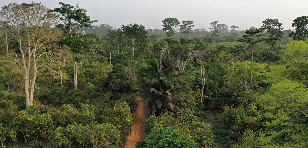 Nestlé reports further progress toward deforestation-free cocoa
