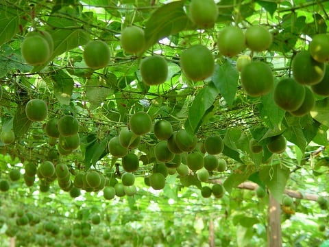 Fruits-hanging-from-vine.jpg