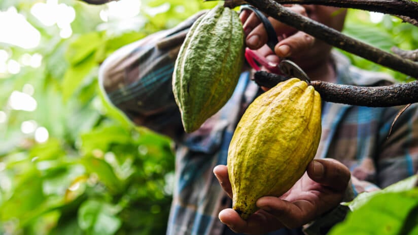 Hershey says it’s not satisfied with efforts to support cocoa farmers