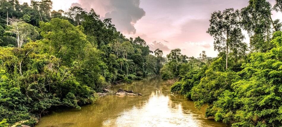 Chocolate suppliers accused of sourcing cocoa from Nigeria’s protected forests
