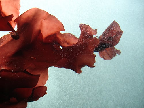 Red-seaweed-credit-flickr-Merelymel13.jpg