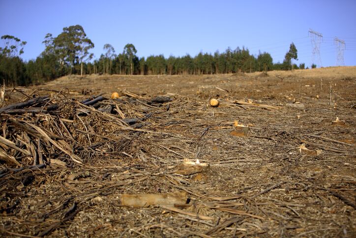 ‘Start taking bold action’: Food companies urged to step-up deforestation efforts