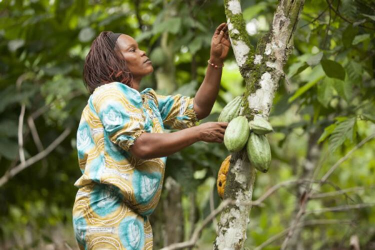 Mars aims for ‘a deforestation-free global cocoa supply chain by 2025’