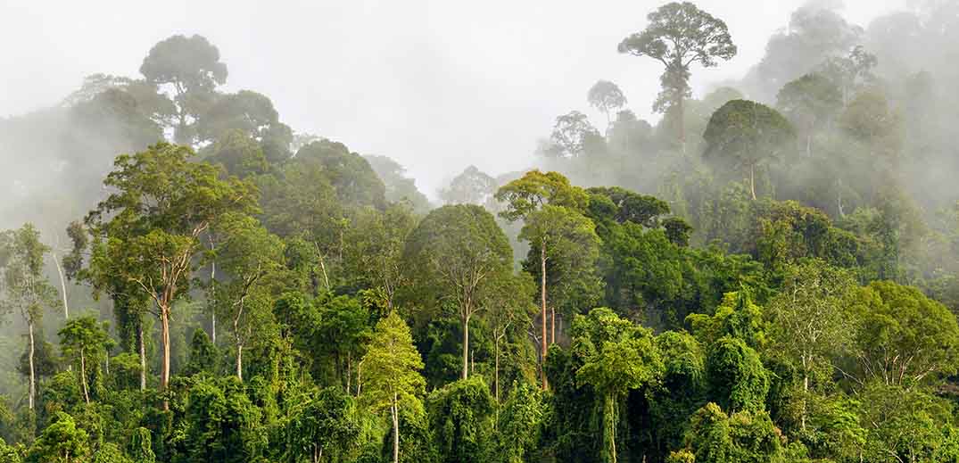 Nestle-invests-2.7m-to-protect-Cote-d-Ivoire-s-Cavally-forest-reserve.jpg