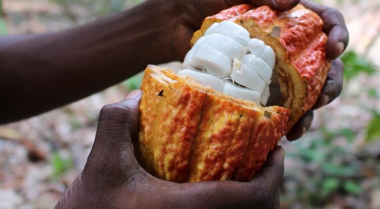 New cocoa fruit juice concentrate available for food professionals