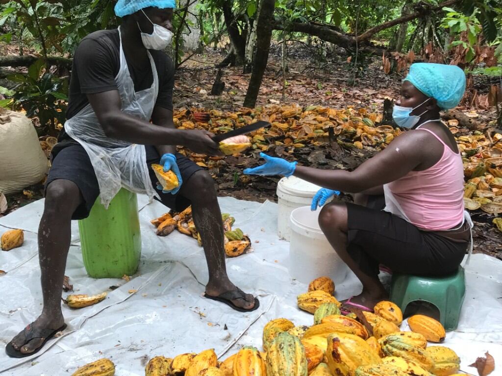 03_botwe-aidoo-cracking-pods_kristy-leissile_crop.jpg