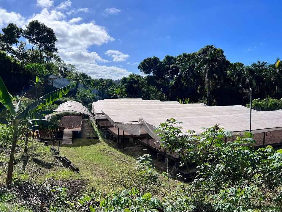 YACAO-s-organic-cocoa-becomes-first-in-LATAM-to-be-ROC-certified.jpg