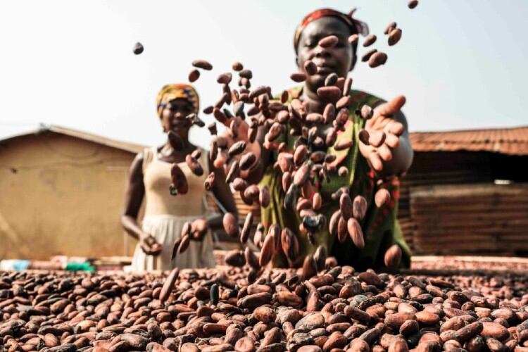 Why the chocolate industry needs a better understanding of cocoa farmers