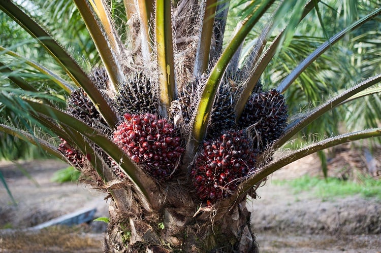 2_palm_tree_upclose_fruits-1.jpg