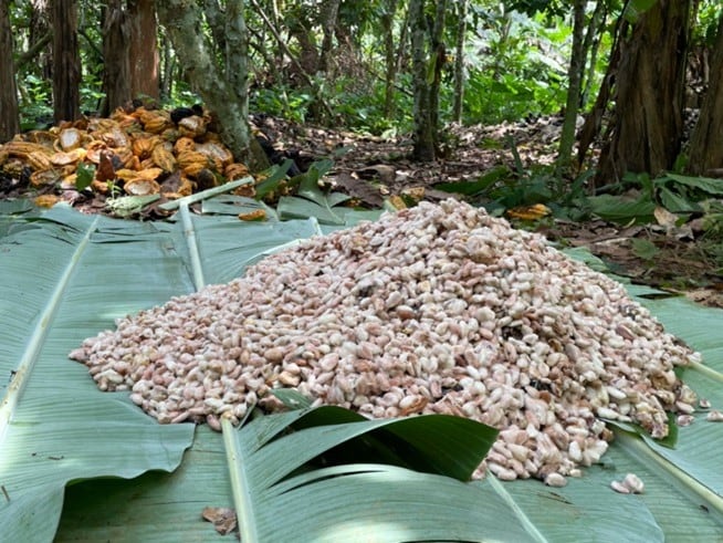 Heap-fermentation-on-plantain-leaves-Ghana-photo-courtesy-of-MIA.jpg