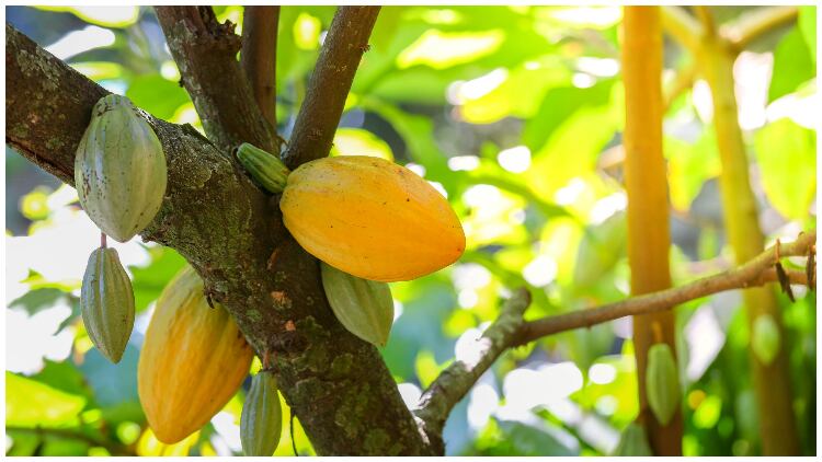 Other-uses-for-wasted-cacaofruit.jpg
