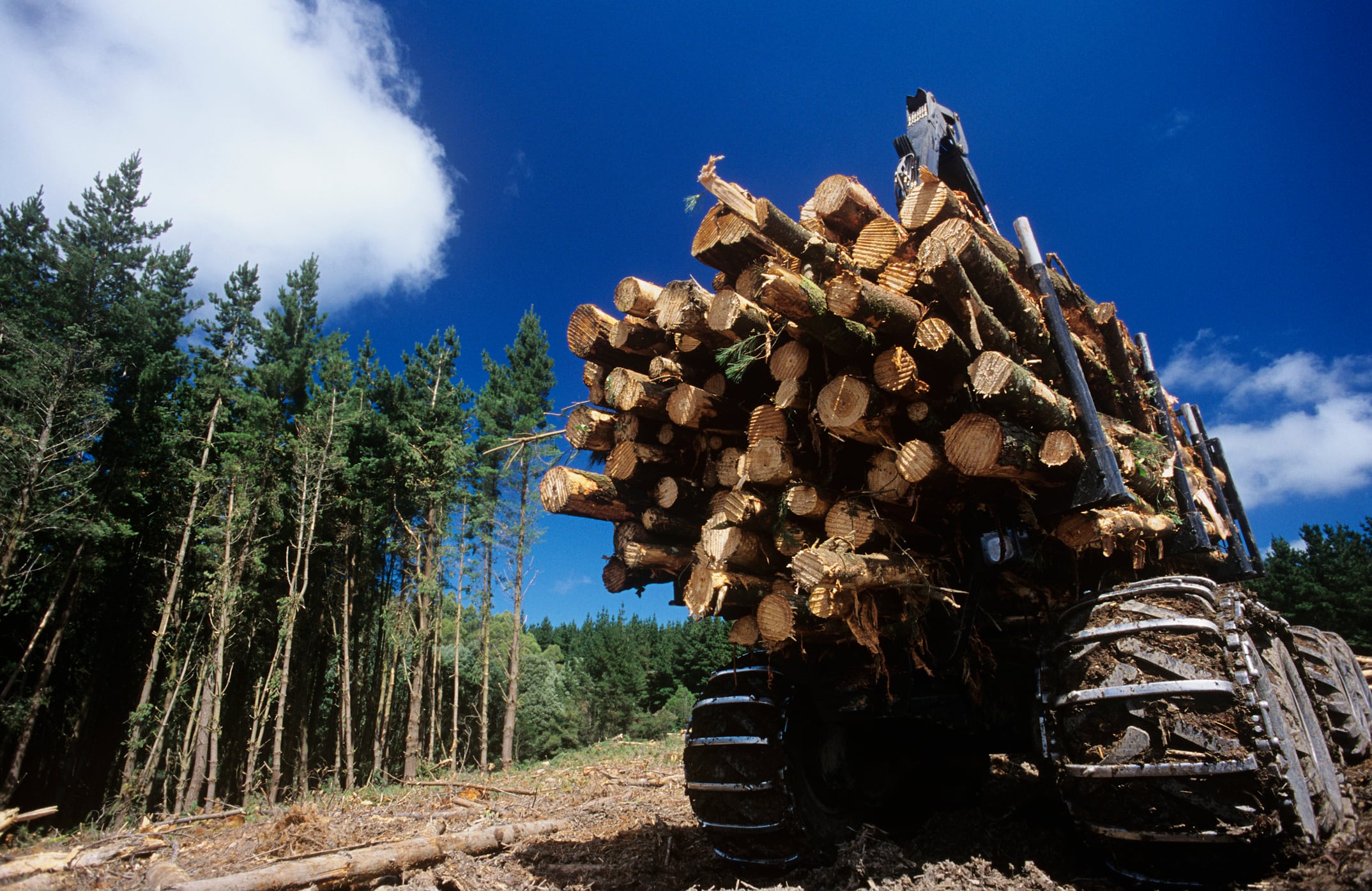 EUDR: ‘Negligible risk’ defined 