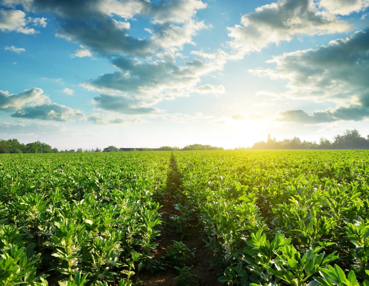 Olam backs mapping tech for food security: ‘We can reimagine global food systems for the better’