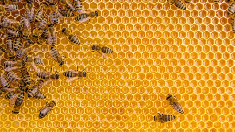 Bees on a honeycomb