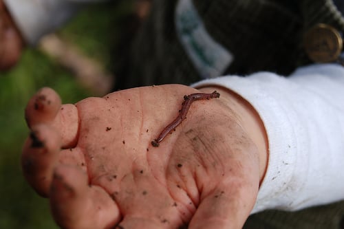 worm-flickr-bzo.jpg