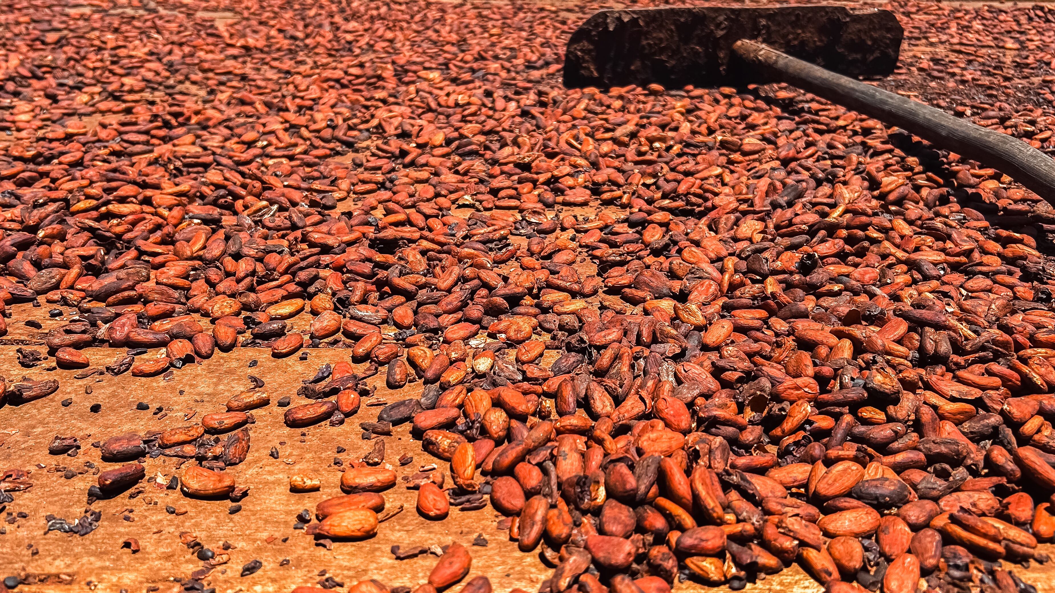Cocoa beans drying under sunlight on a patio, with a wooden rake used to spread and turn the beans evenly during the post-harvest process. This traditional method helps ensure even drying and high-quality chocolate production.