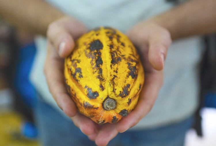 ICCO secures funding to tackle cadmium content in cocoa beans