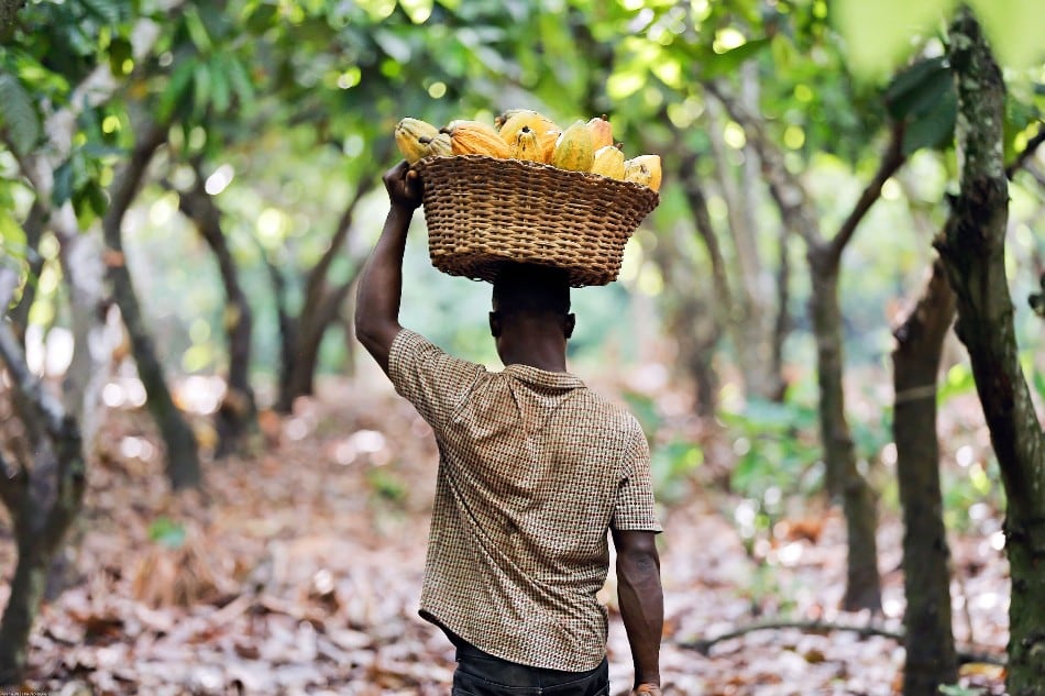 ‘The hard truth is that the old sustainability models are good but not good enough’ – Rainforest Alliance calls for a new vision to address global crises