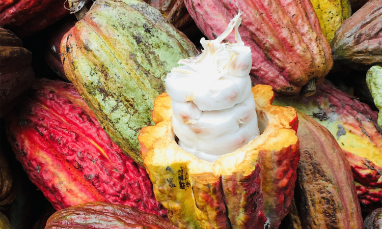 'Pacha de Cacao - an uplifting story about the powerful cacao fruit'