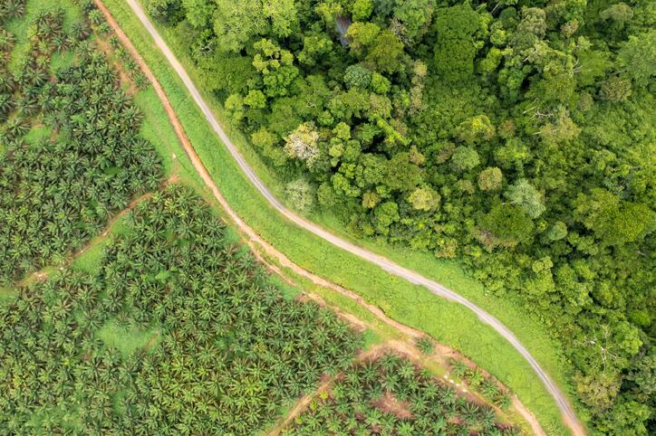 EU deforestation regulation will ‘increase poverty’, claims Indonesian Palm Oil Association   
