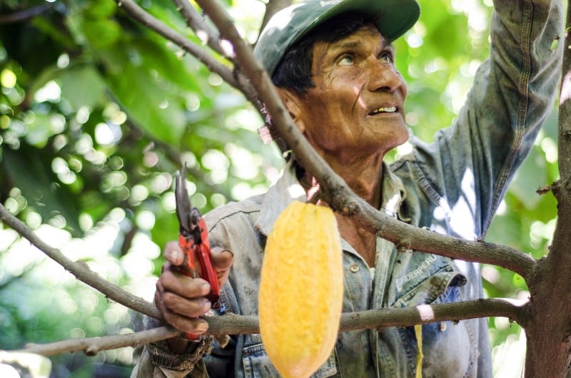 How to reduce cadmium in cocoa