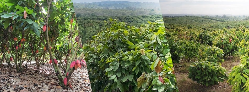 Barry Callebaut implements new cocoa farming initiative to improve sustainability