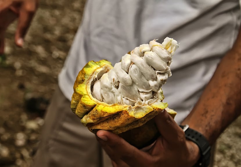 cocoa-farmer-smallhold-Copyright-Eliot76.jpg