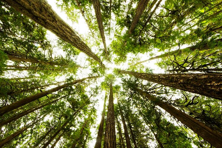 'Forests are at the forefront of the climate emergency': Earthworm links net zero progress with 'fighting for forests'