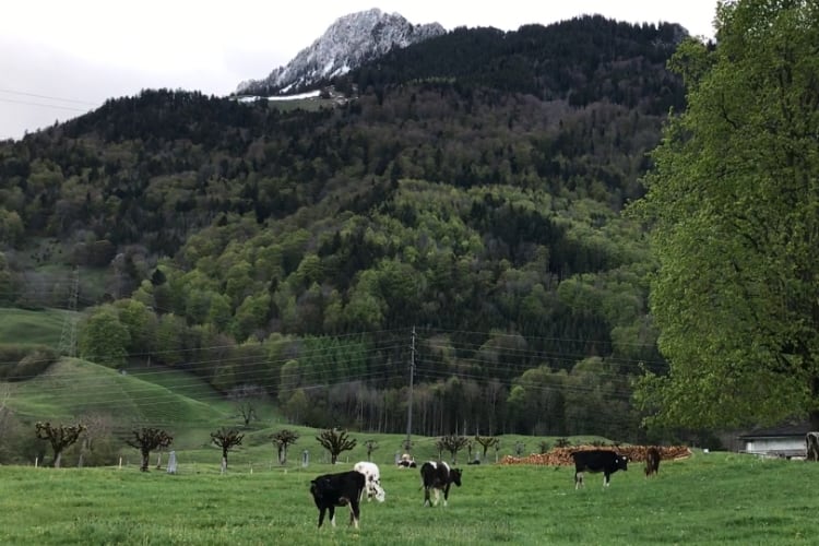 Dairy companies among biodiversity pledge coalition