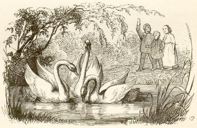 Duckling_03.jpg