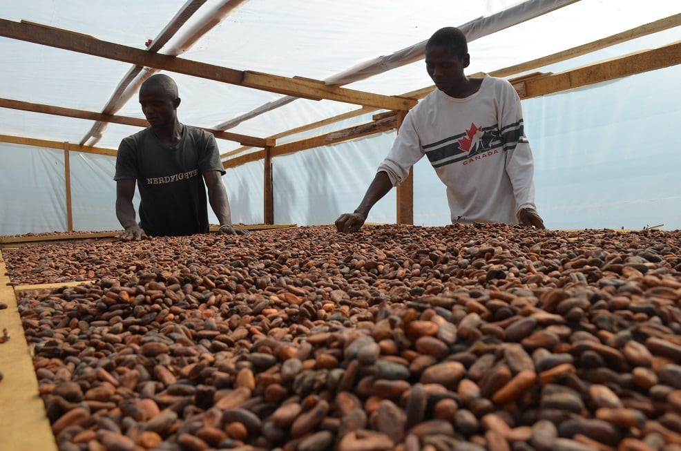 Organic cocoa supplier has digital tools to help companies comply with EU deforestation laws