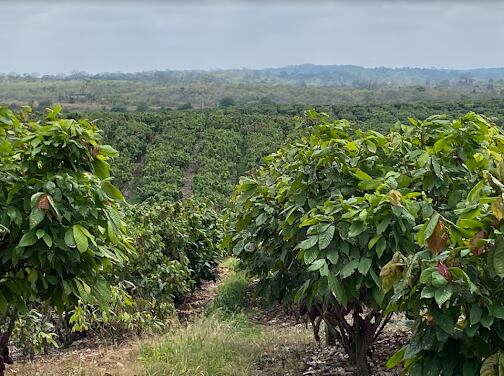Barry Callebaut to open cocoa ‘Farm of the Future’ in Ecuador to aid R&D