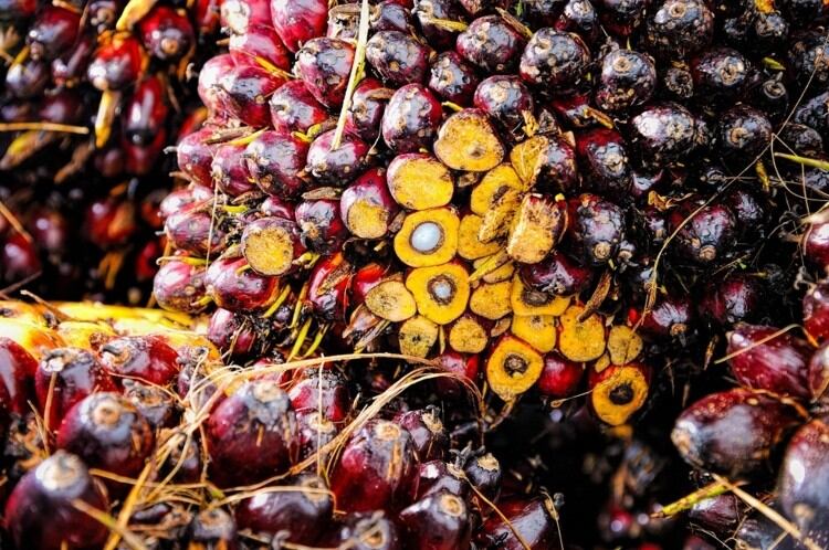 German-confectionery-industry-welcomes-government-support-for-sustainable-palm-oil.jpg