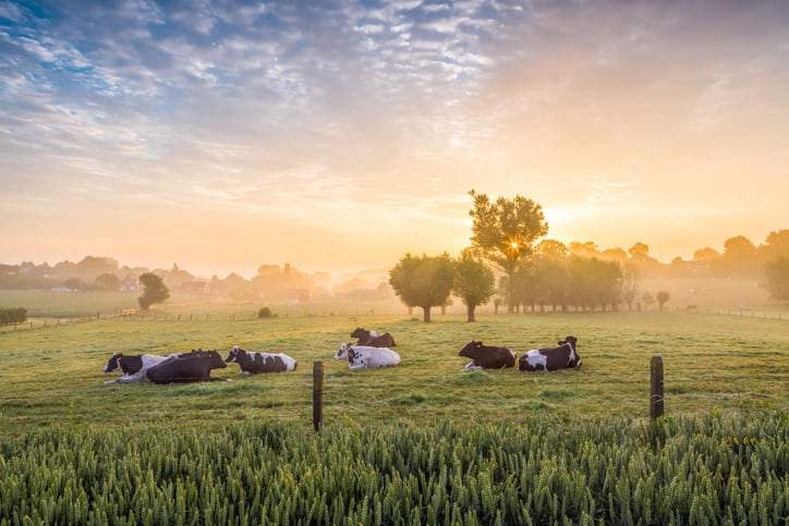 COWS-IN-THE-SUNRISE-Credits-Brekbit.jpg
