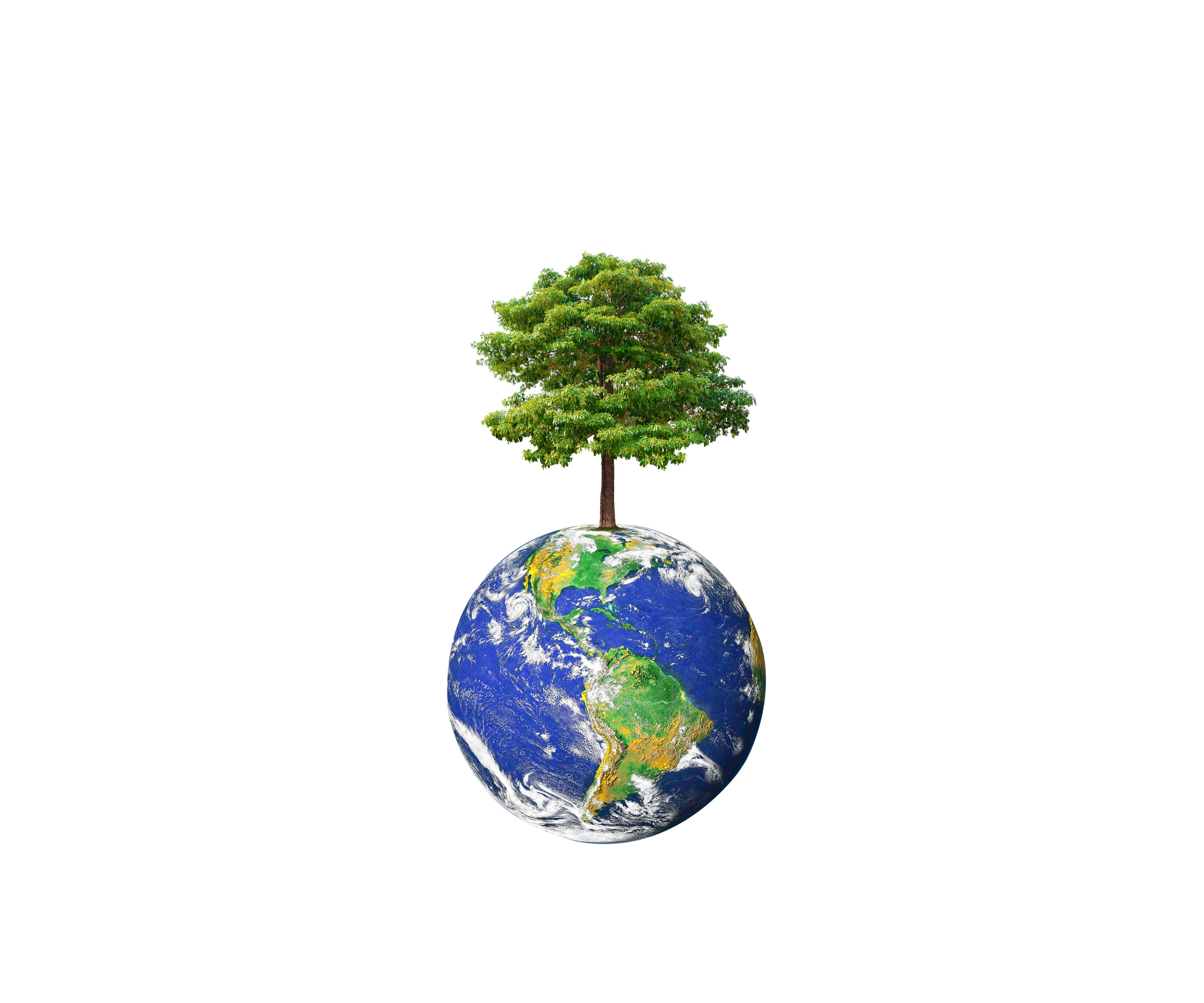 Big tree growing on earth planet isolated on white background with clipping path, Save earth, reference: 
https://apod.nasa.gov/apod/image/0304/bluemarble2k_big.jpg