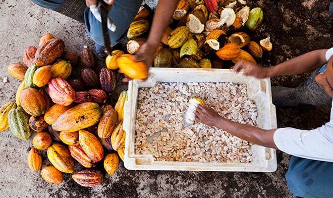 Mars-to-launch-new-cocoa-sustainability-strategy.jpg